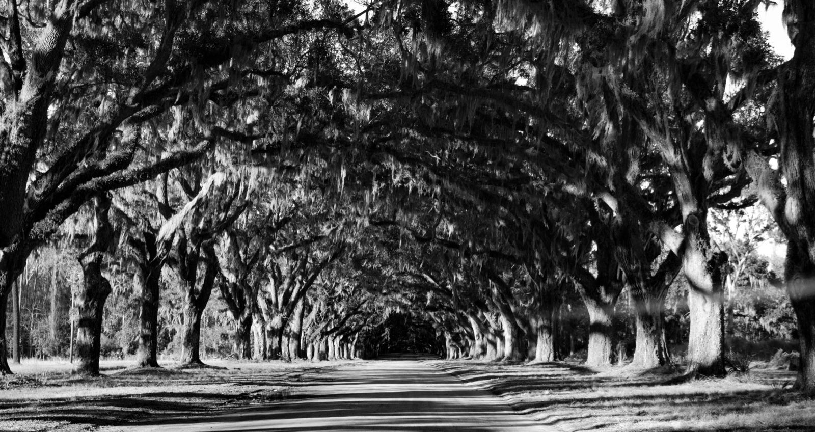 Atmospheric tree-lined approach used as concept imagery